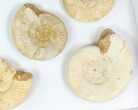 Lot: - Perisphinctes Ammonite Fossils - Pieces #77170-1
